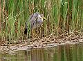 Gråhegre - Grey heron (Ardea cinerea) 